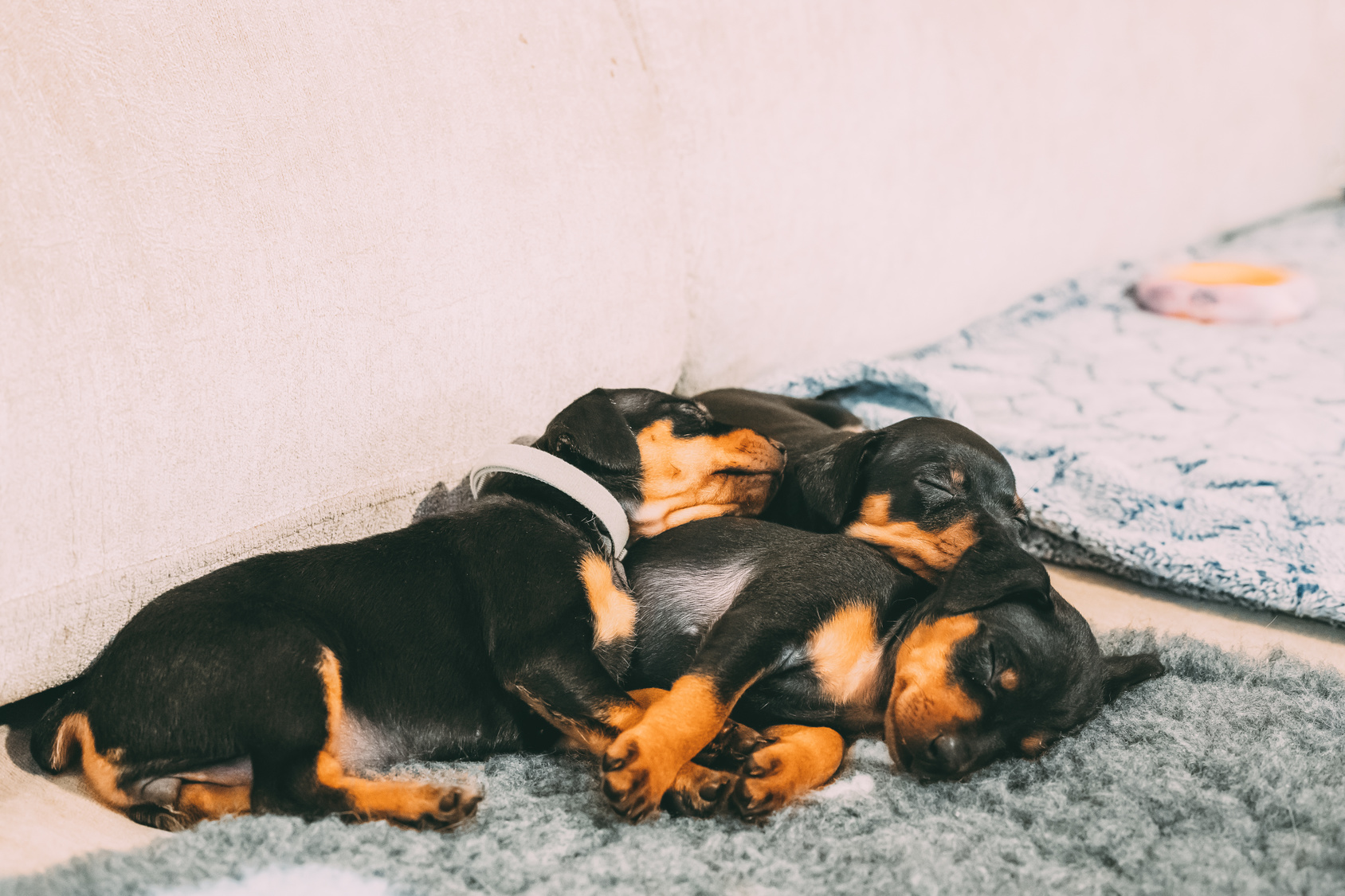 Zwergpinscher Welpen