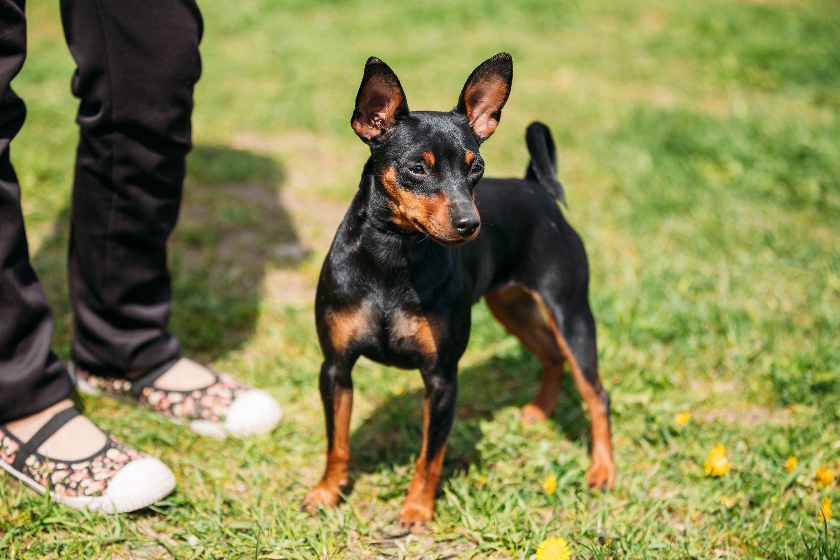 Zwergpinscher im Grass