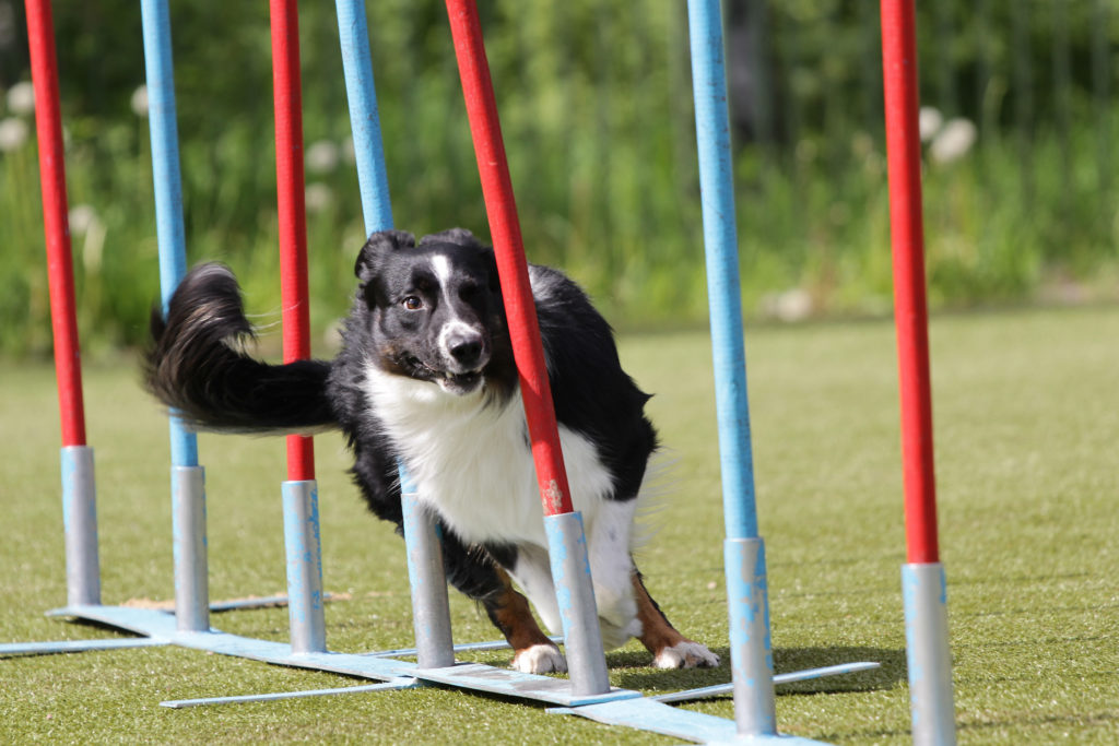 Magazine para cães - Jogos para cães e treino: Agility para cães