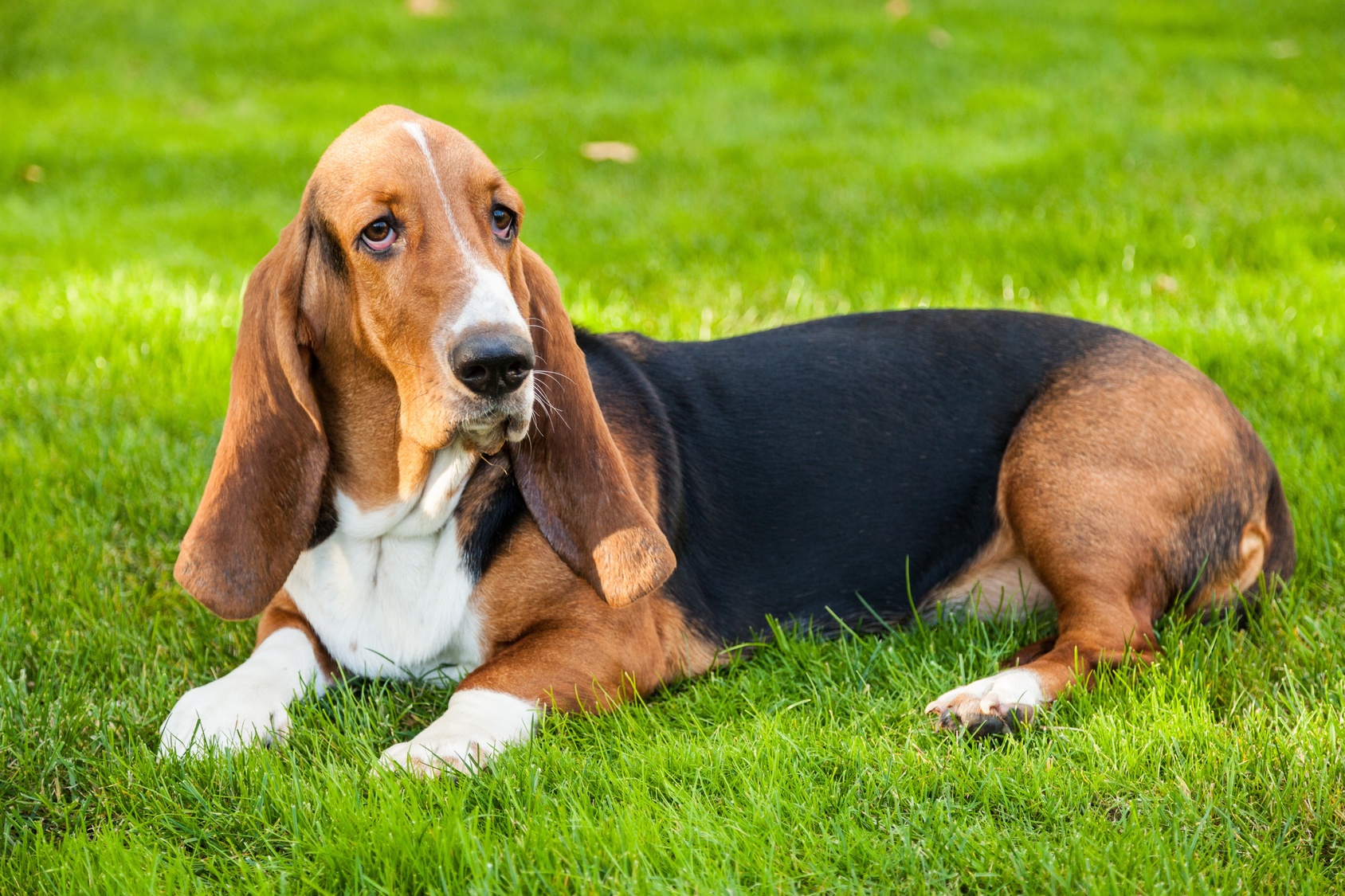 Basset Hound Características Carácter Y Cuidados Del Basset Hound