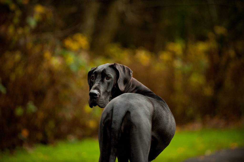 Dogue Alemão: inteligente e carinhoso, Raças de Cão