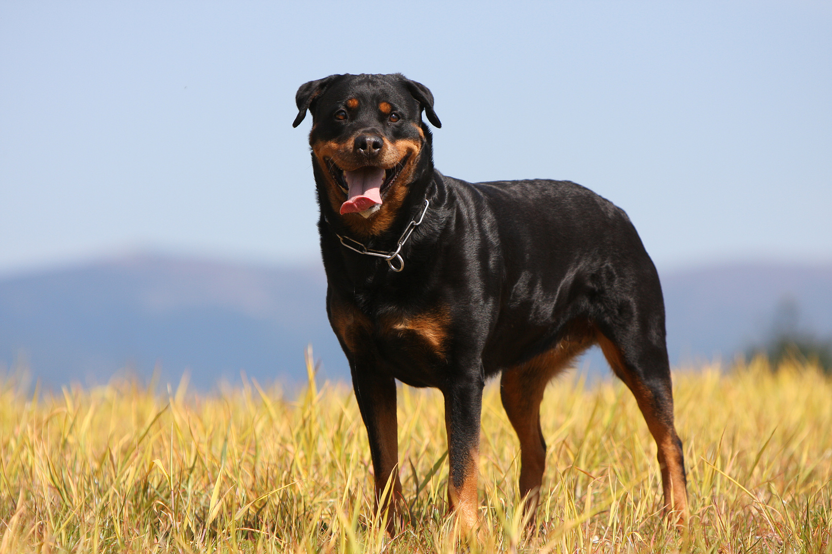 Glücklicher Rottweiler auf einem Feld