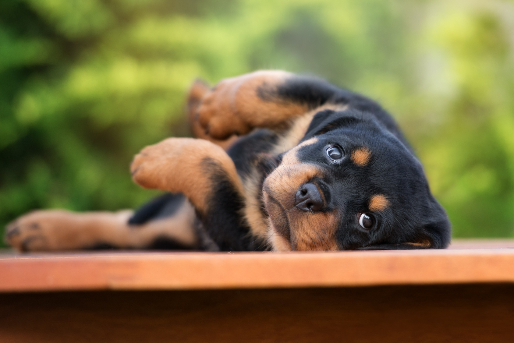 Rottweiler Welpe liegt verspielt halb auf dem Rücken und sieht in Richtung Kamera.