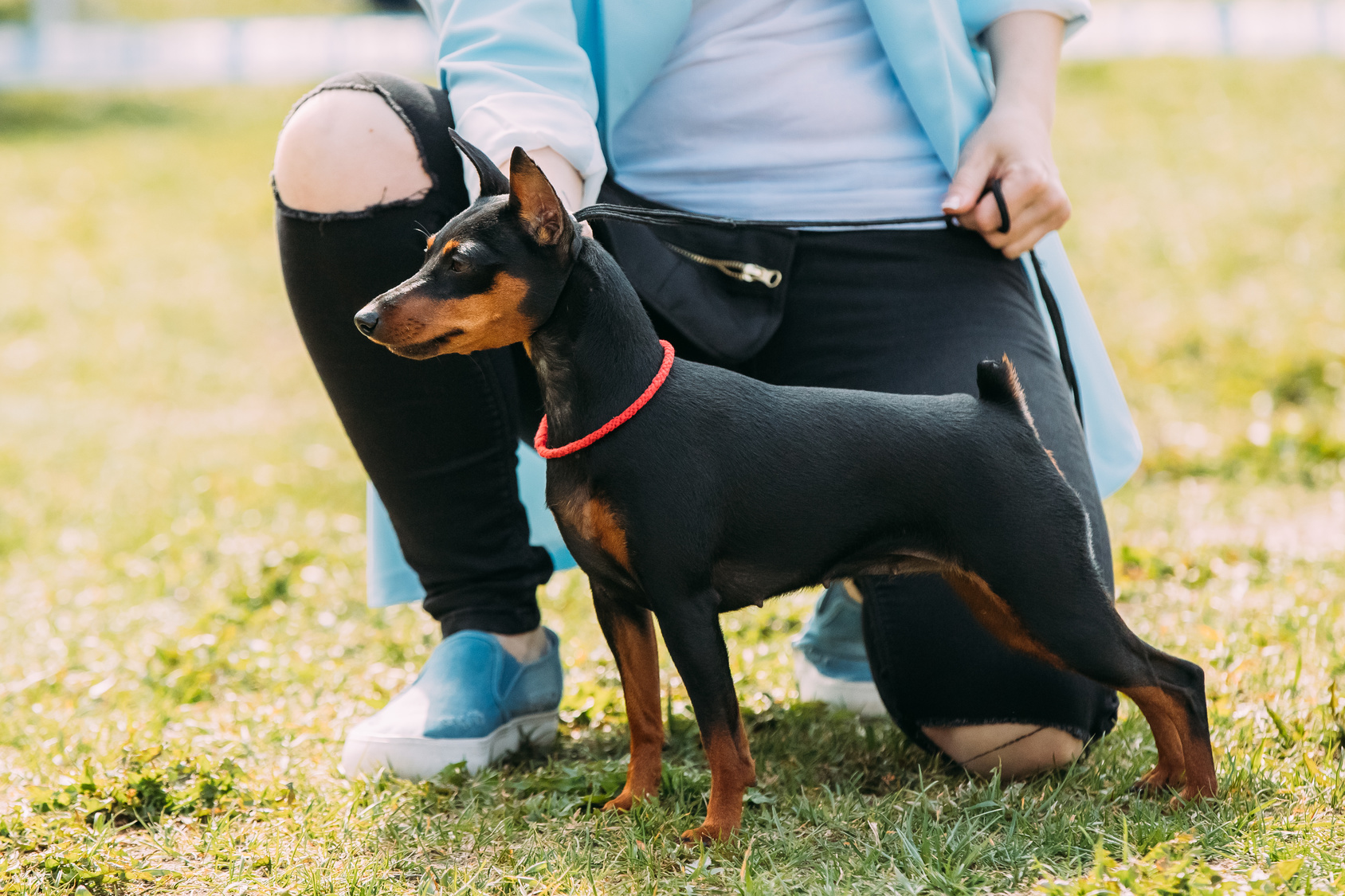 schwarz und rot Zwergpinscher