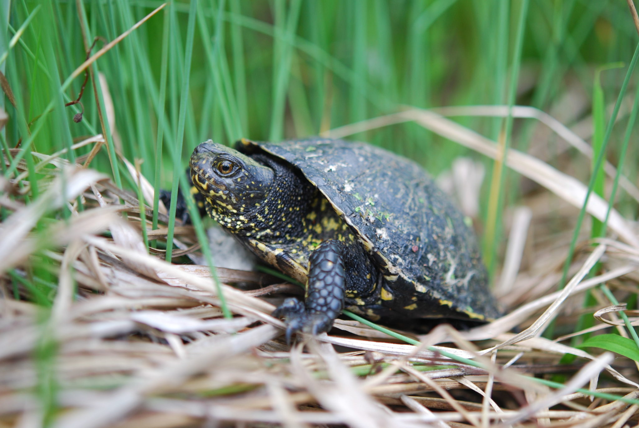 europäische sumpfschildkröte