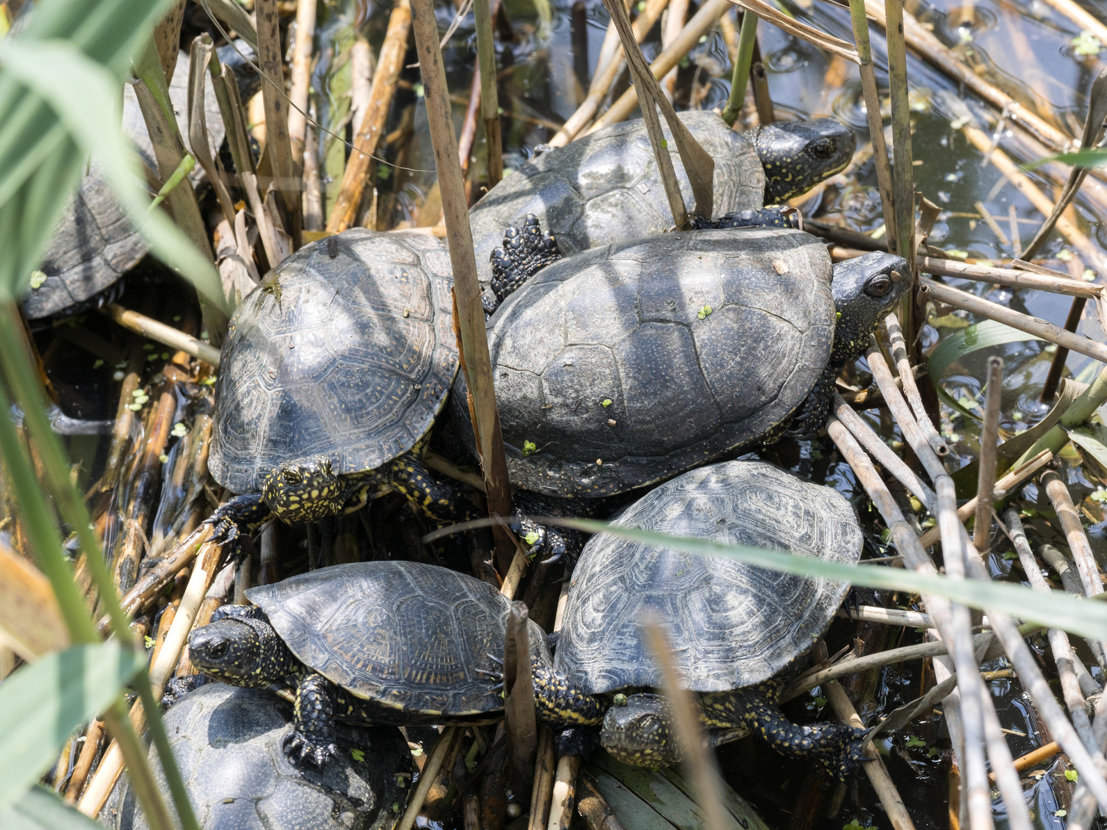 europäische sumpfschildkröte