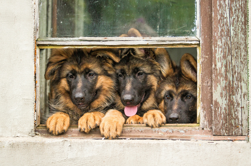 Drei Schäferhunde schauen aus dem Fenster.