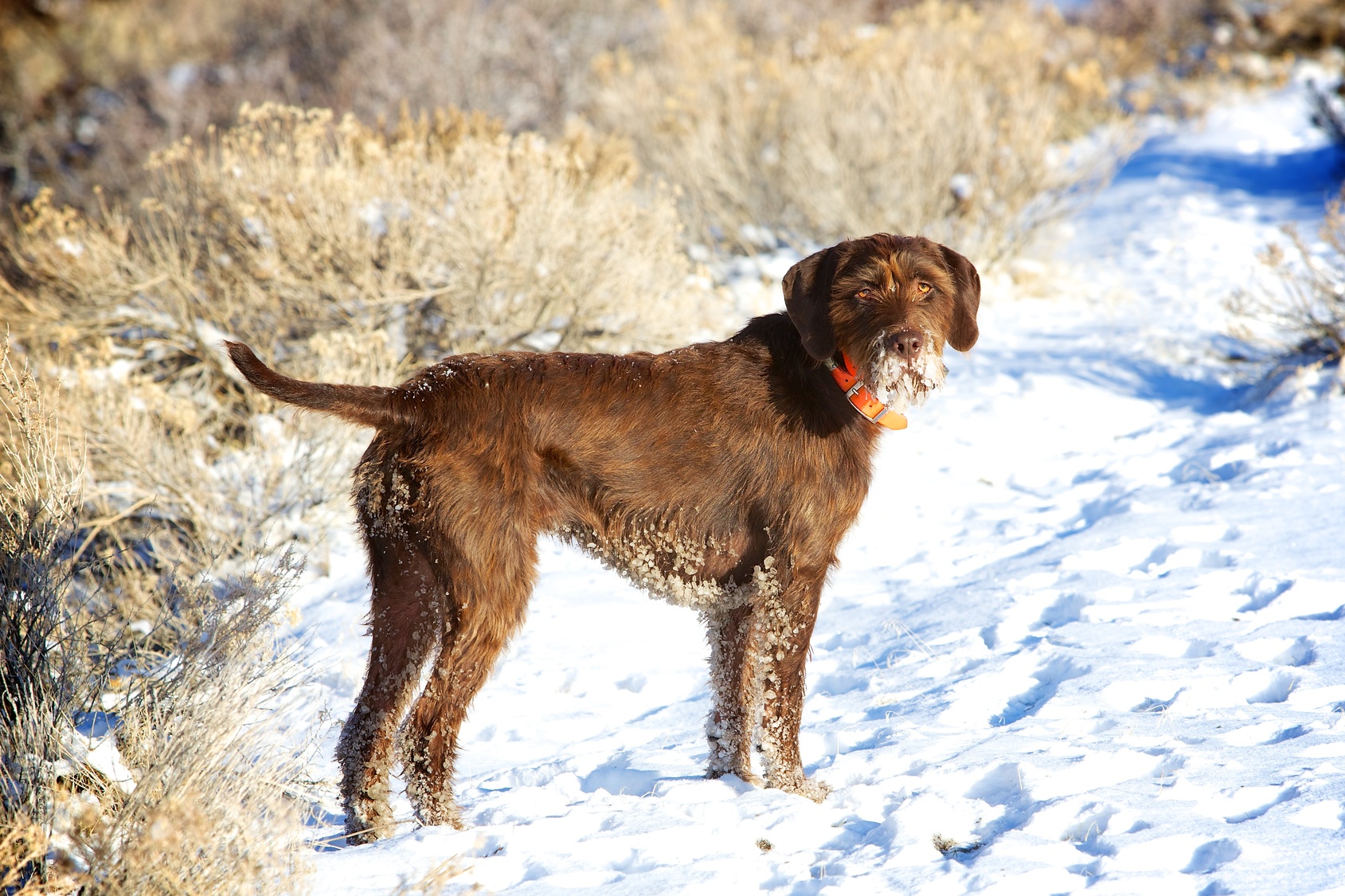 pudelpointer im schnee