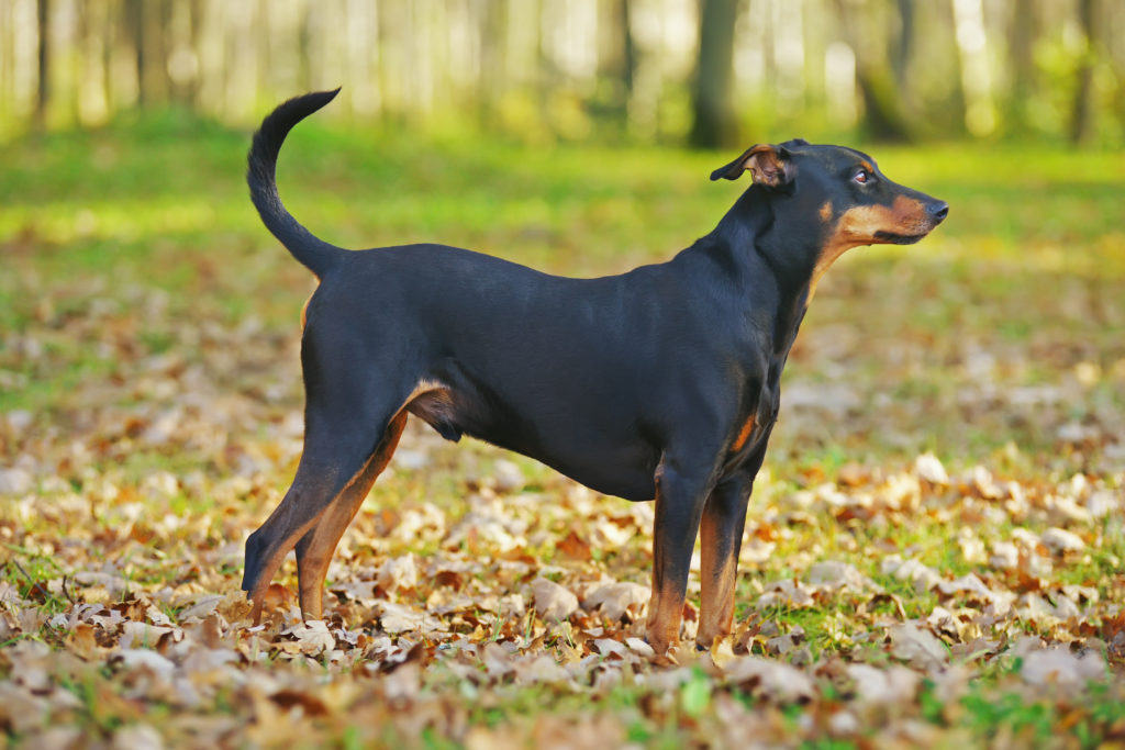 Magazine Para Cães Raças De Cães Tudo Sobre O Pinscher Alemão