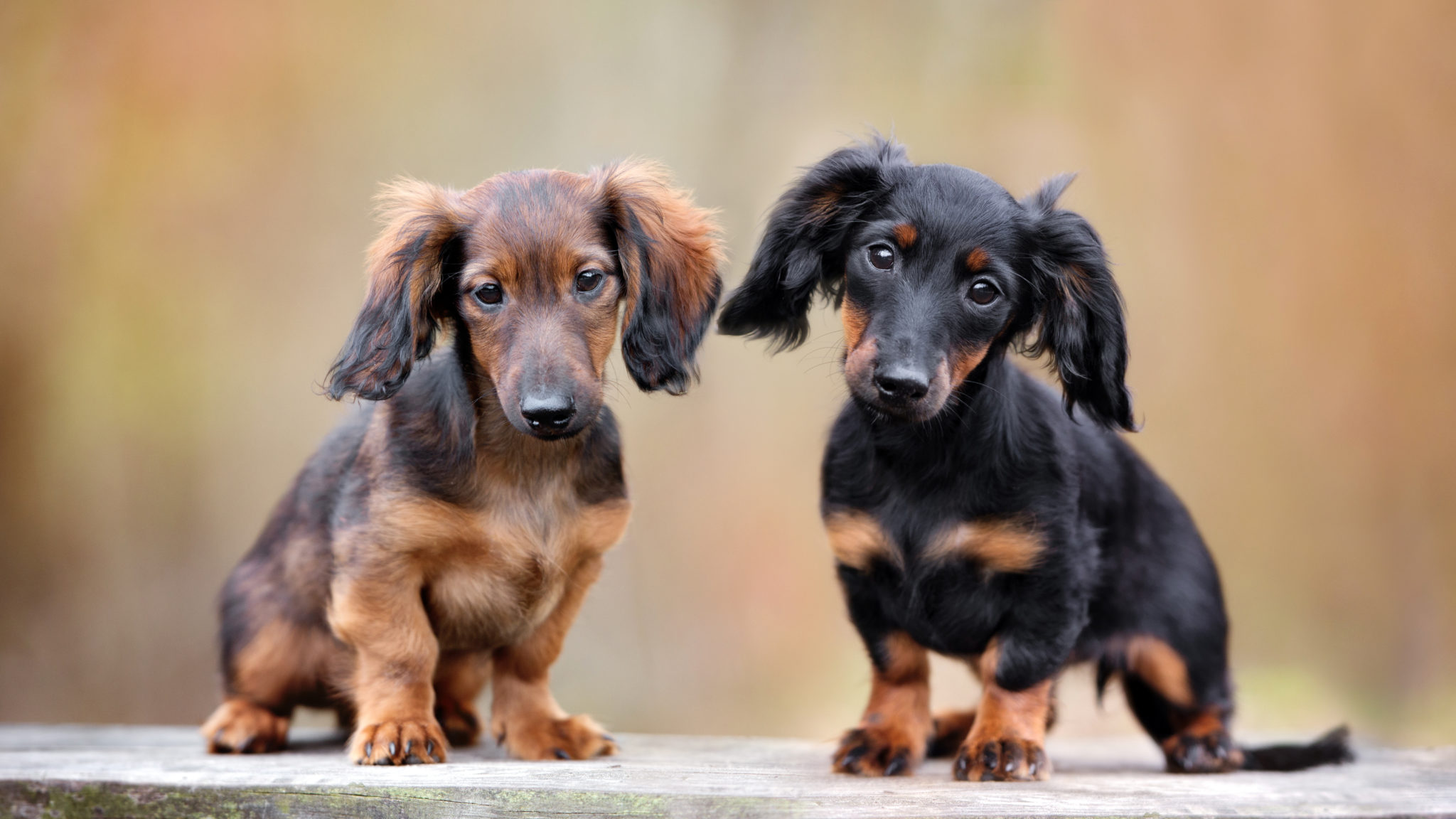 Magazine para cães - Raças de cães: Tudo sobre o Dogue alemão