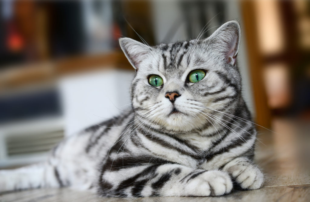 Magazine para gatos - Raças de gatos: tudo sobre o British shorthair