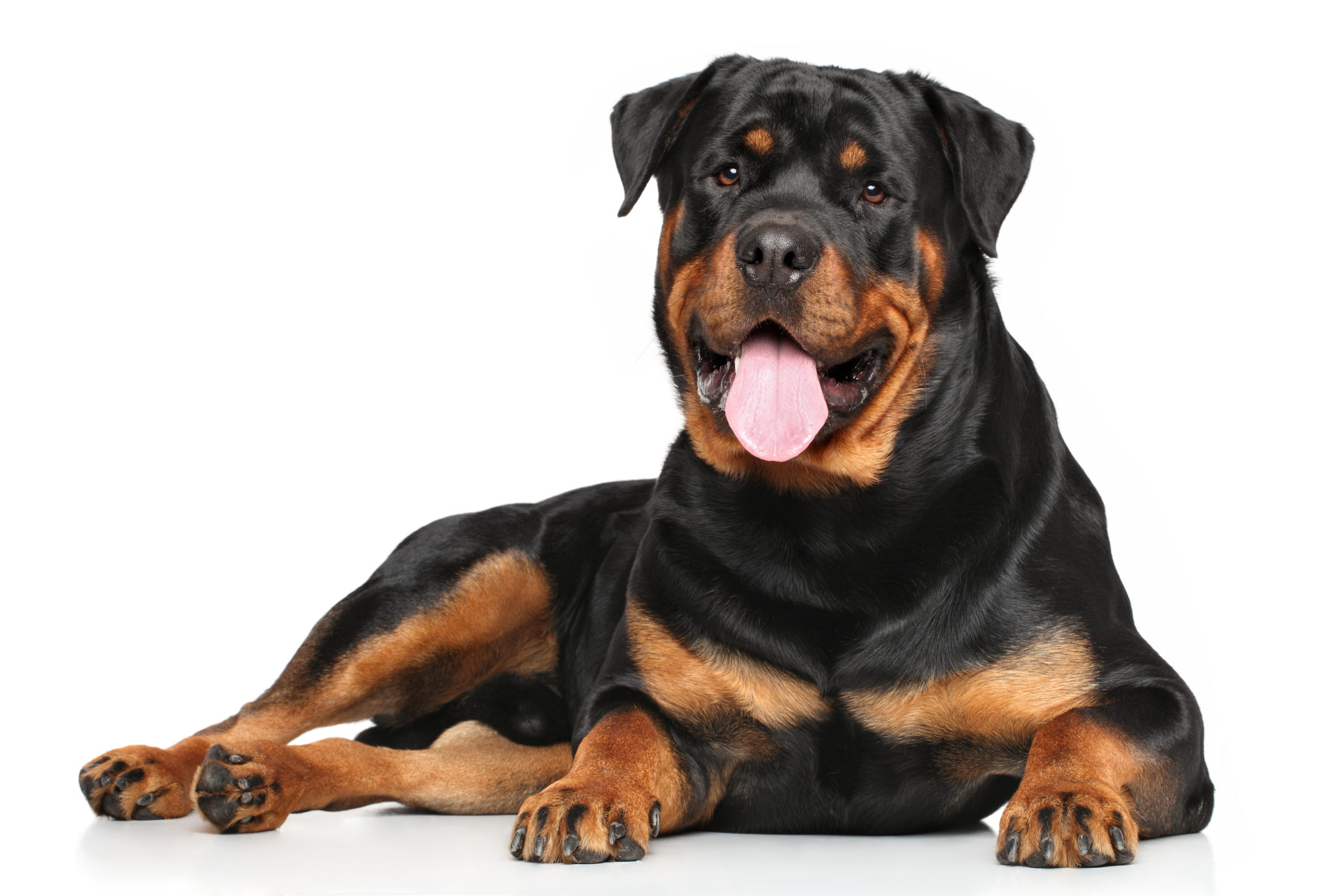 Magazine para cães - Raças de cães: Tudo sobre o Rottweiler