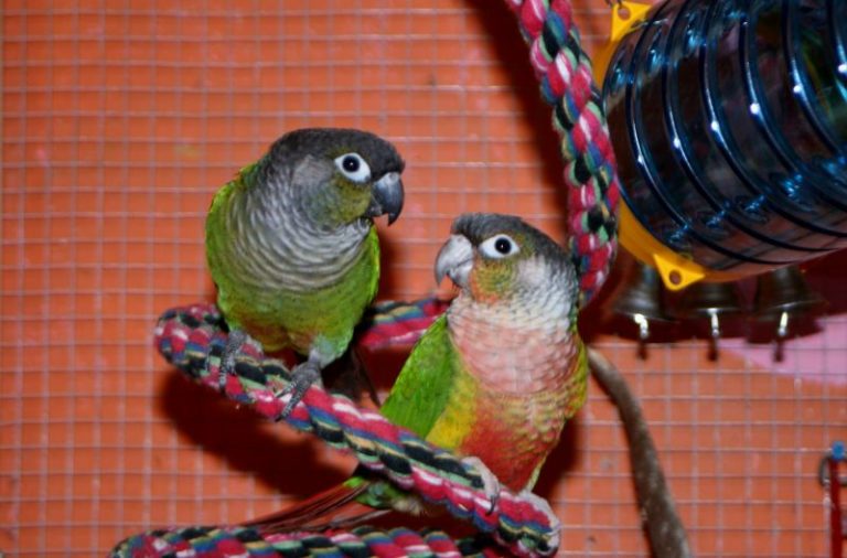 Bóxer e papagaio, grandes companheiros de jogos • Tiendanimal Blog