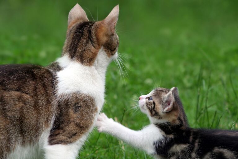 Educação dos gatinhos  Dicas e truques para uma vida feliz