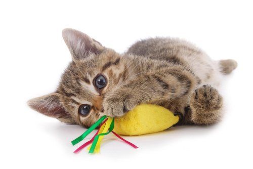 Magazine para gatos - Jogos para gatos e treino: brincadeiras com gatos  domésticos