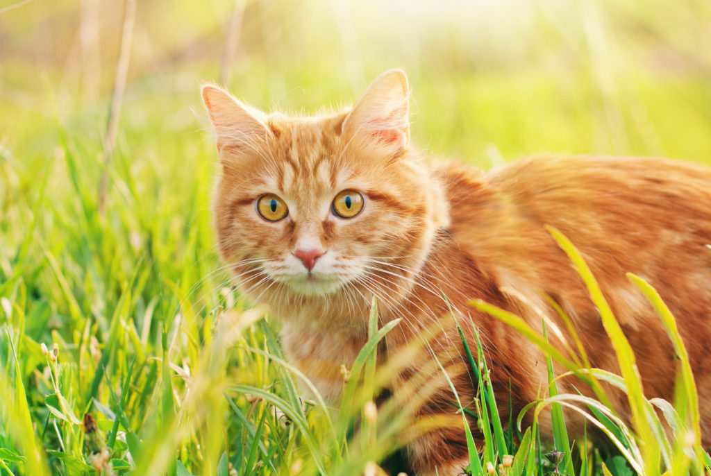 Artigos PET - Os gatinhos mais famosos do mundo 😸 Deixe seu