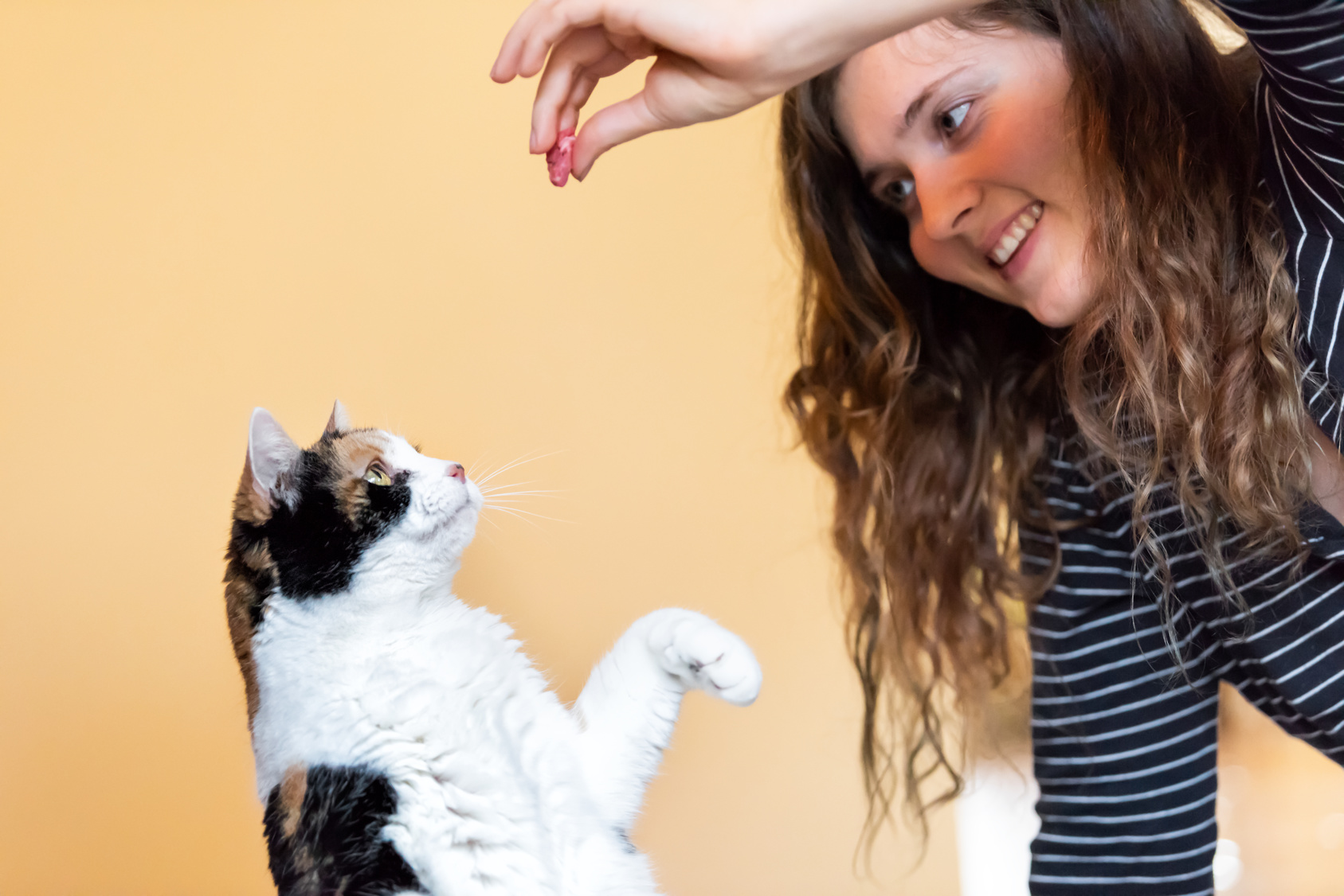 Como Treinar Gato: Dicas Práticas e Eficazes para Adestramento