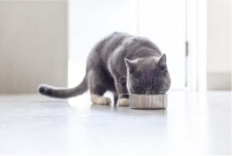 Gato pode comer fígado? Descubra aqui!