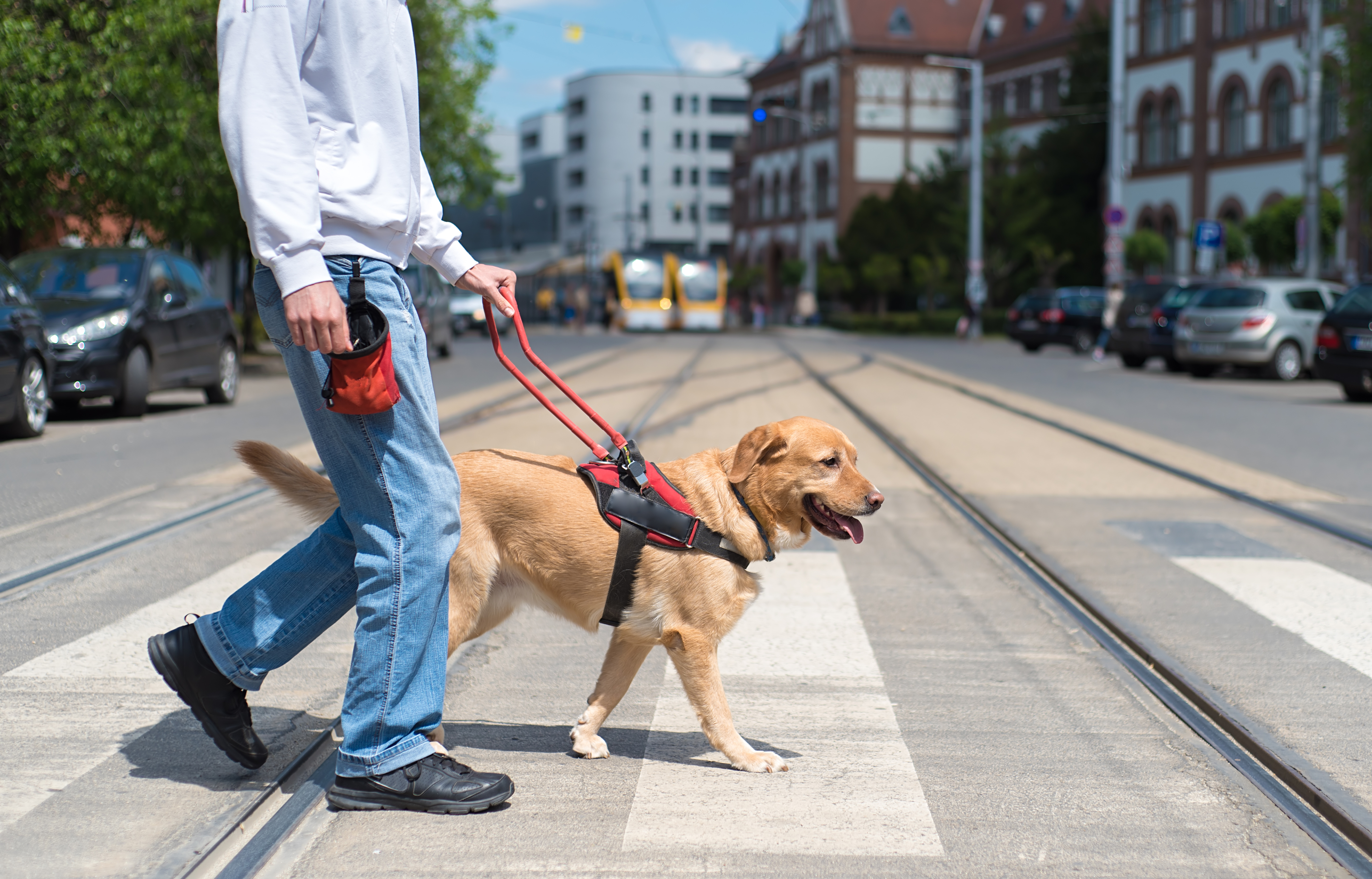 blindenführhunde