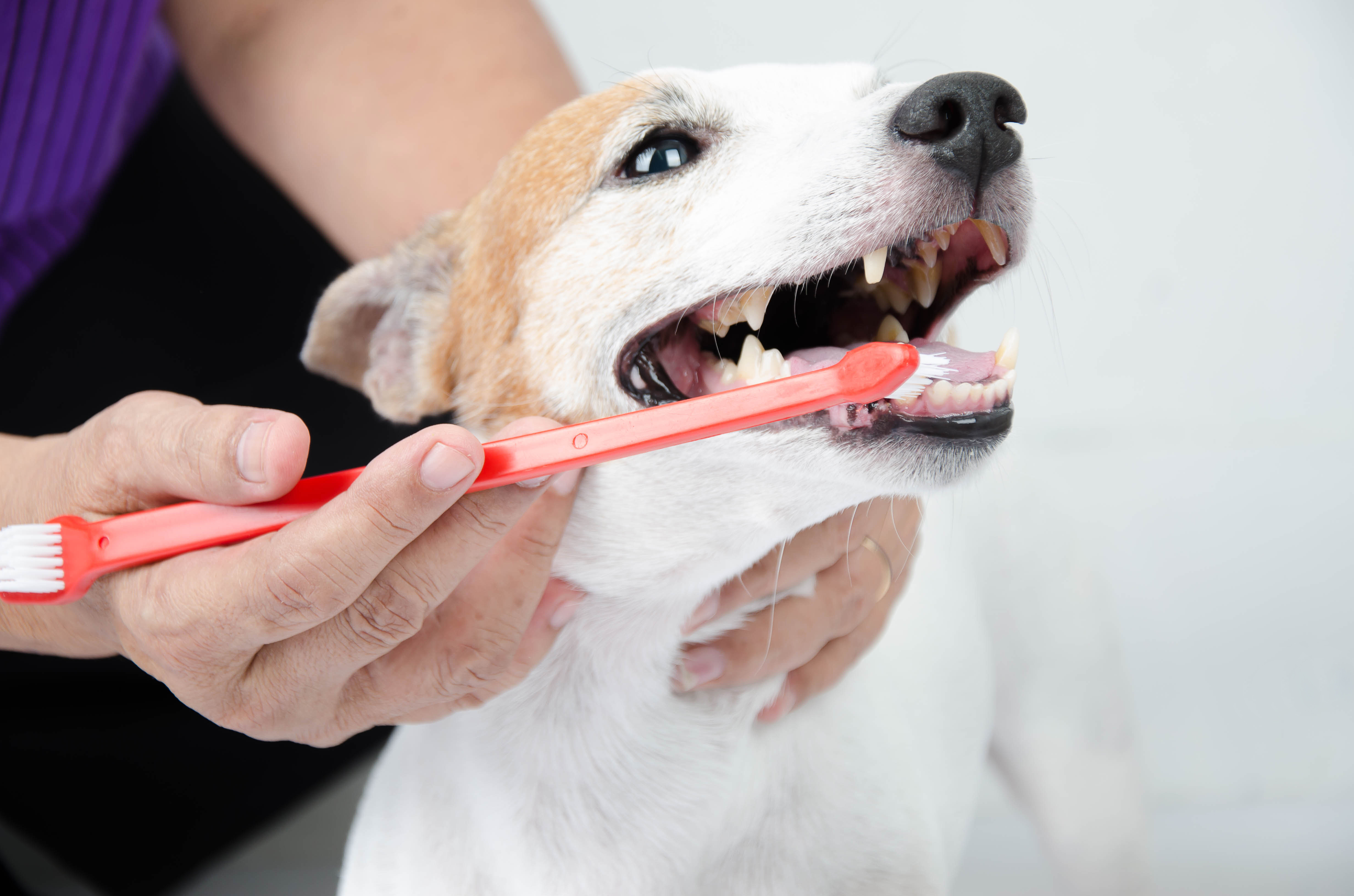 zahnstein beim hund entfernen