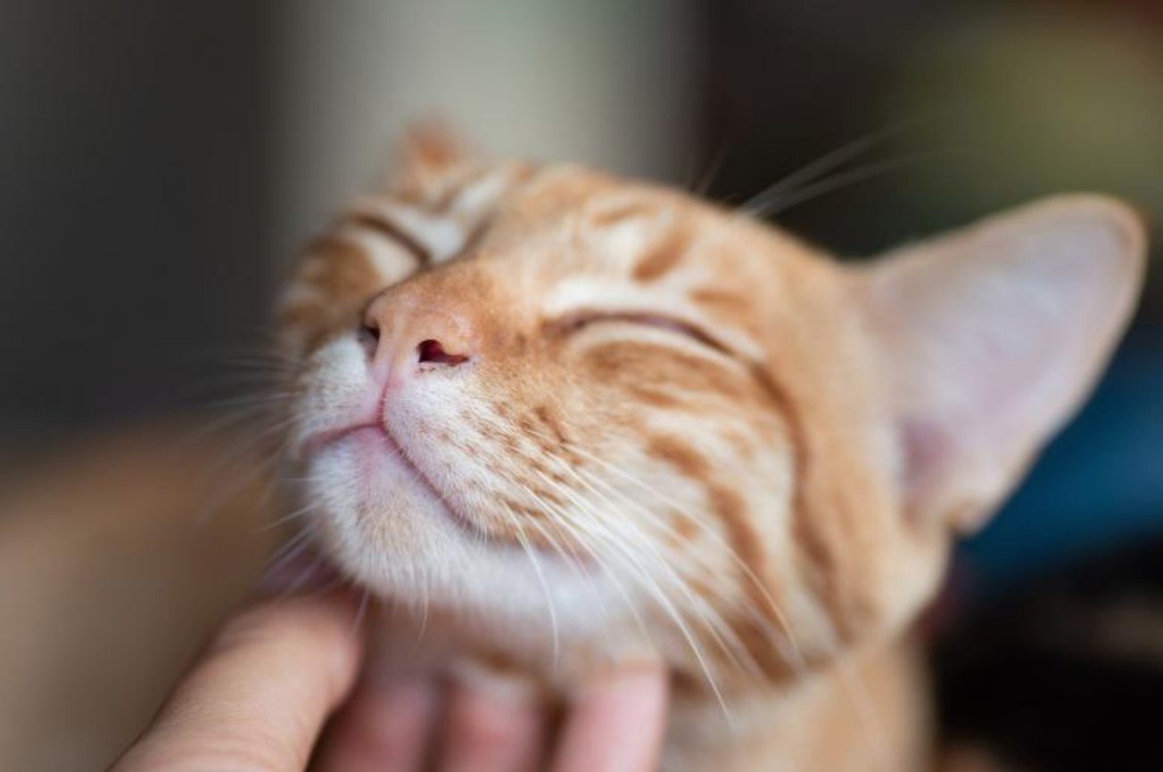 10 sinais de que o seu gato é feliz | zooplus Magazine
