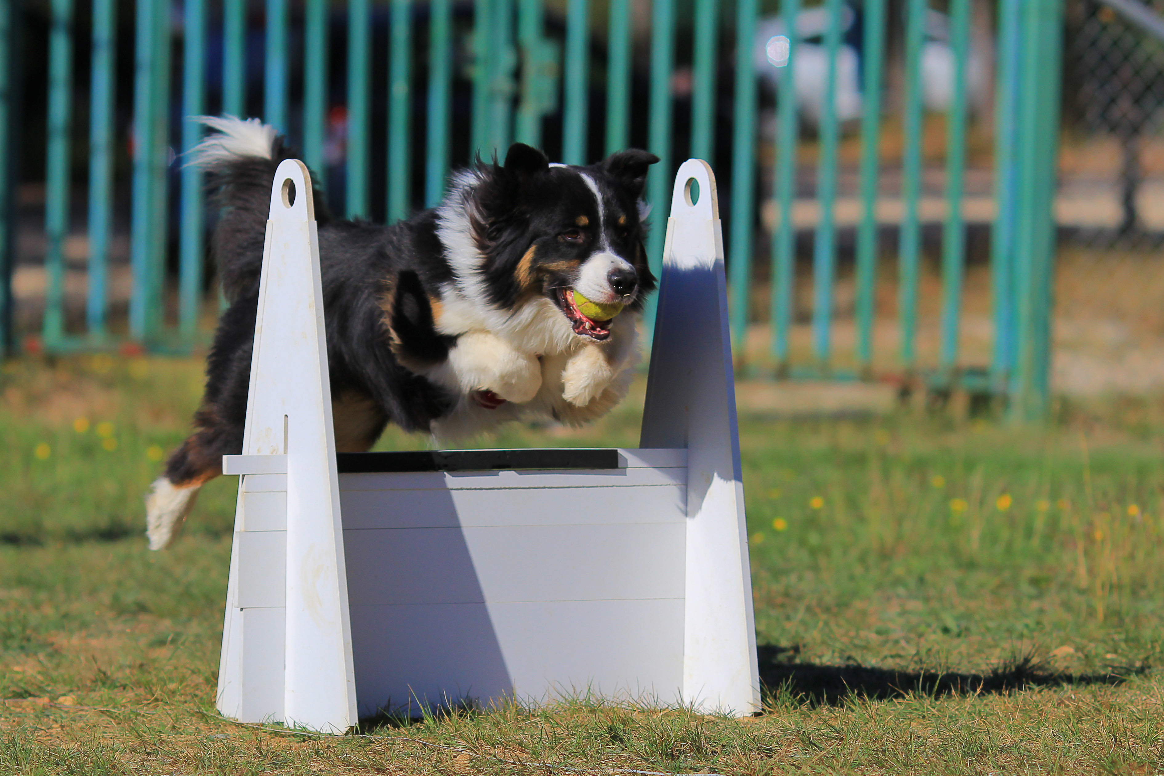 hund überspringt hinderniss