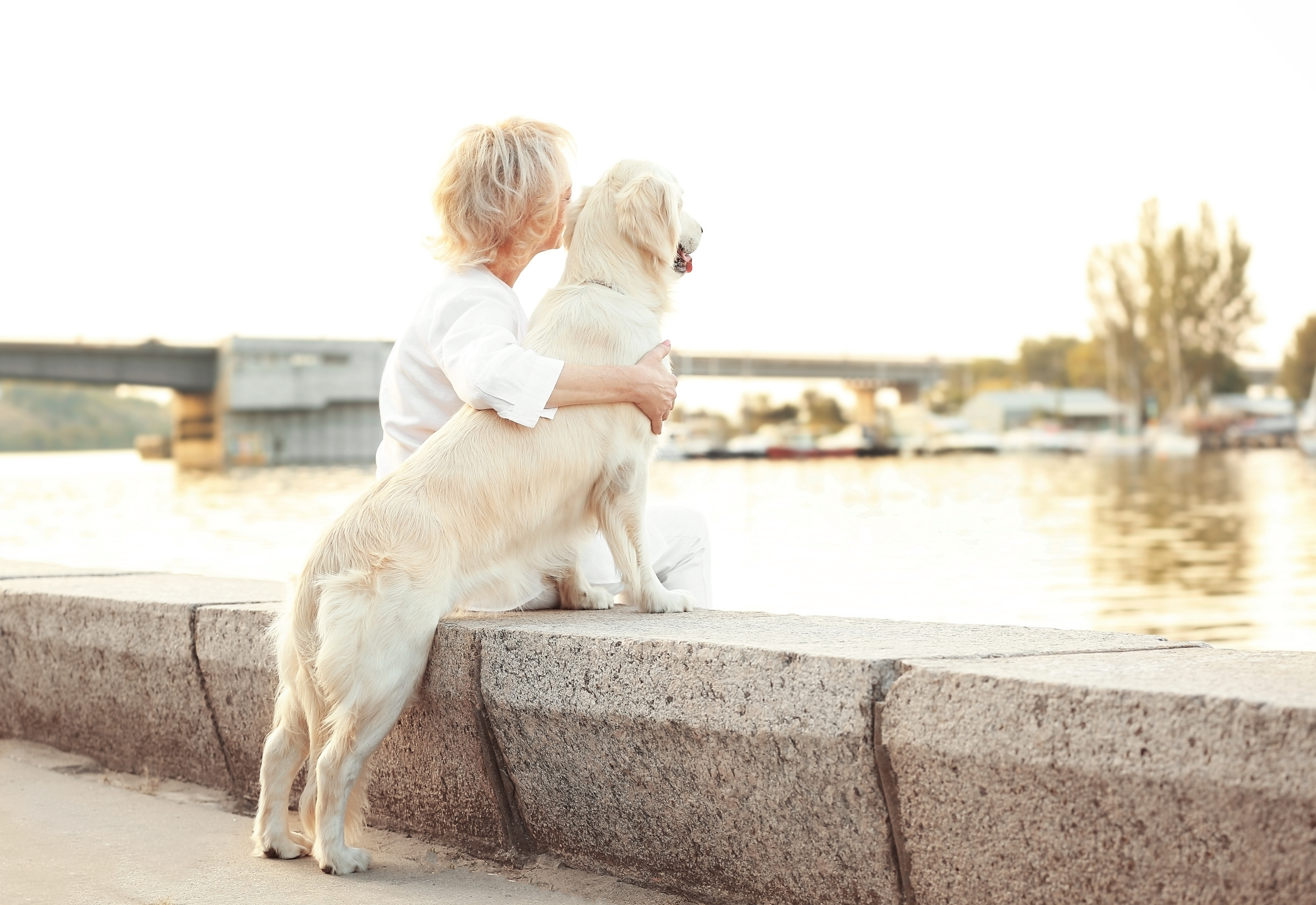 alte golden retriever mit alte frau