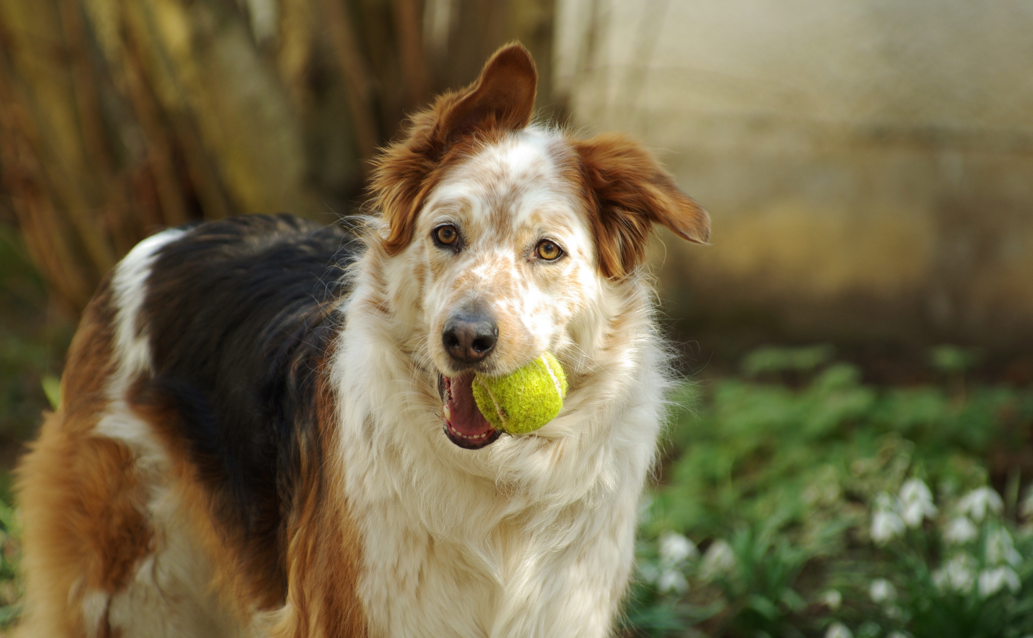 alter hund mit ball