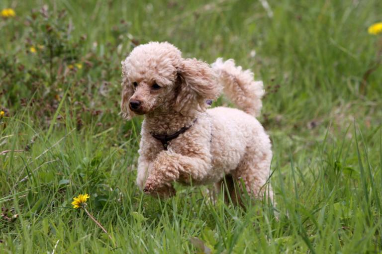 Caniche Medio Caracteristicas Da Raca E Dicas De Como Cuidar