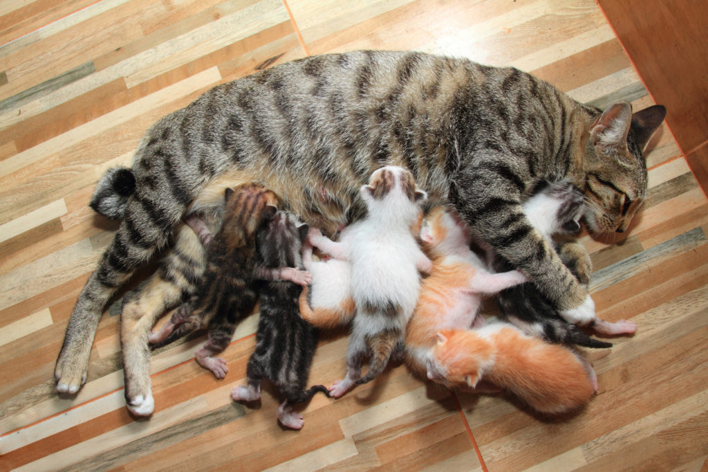 O nascimento de gatos  Informações sobre o parto das gatas