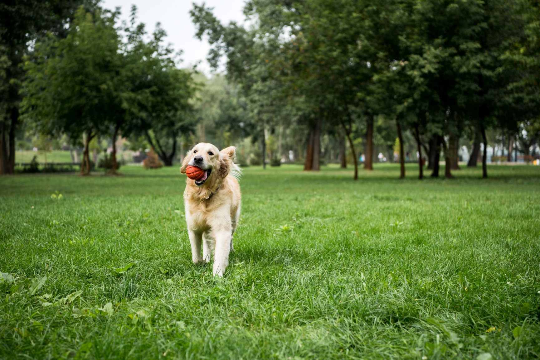 golden retriever nach covid 19