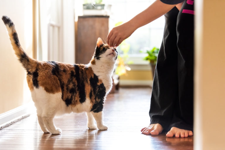 Por que deve treinar o seu gato e como fazê-lo em 5 passos