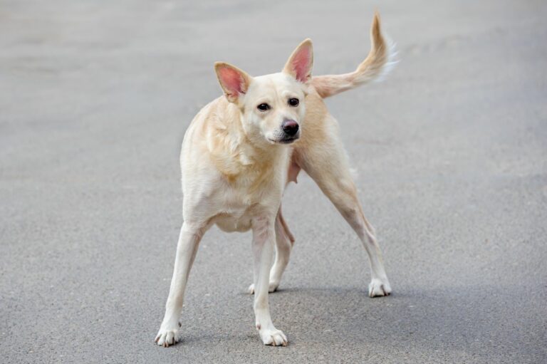 cão branco perdido na rua