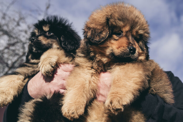 Top 10: os nomes de cachorros mais populares no Japão