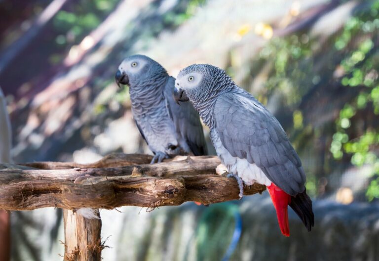Quebra-cabeças de madeira gato papagaio animais únicos forma de