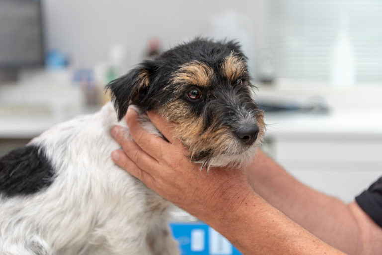 O Perfil Triste Do Olho De Um Cão Preto Pequeno Foto de Stock