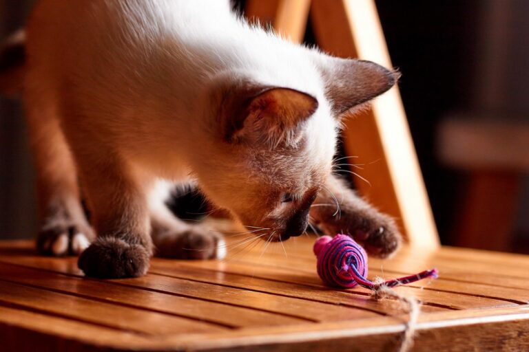 11 ideias de Jogos para gatos  gatos, brinquedos para gatos, brinquedo pra  gato