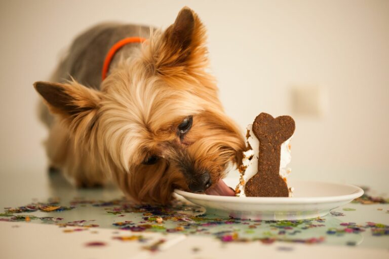 Aniversário pet: como fazer bolo para cachorro