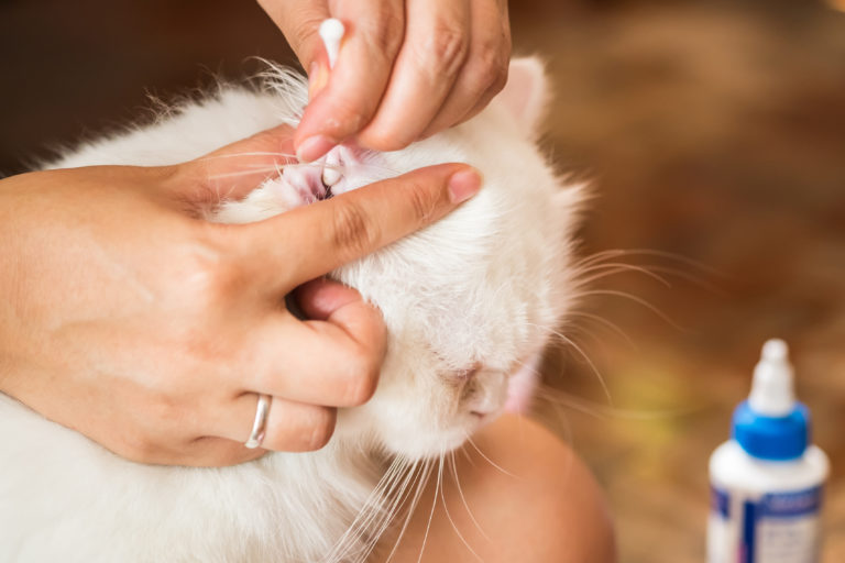 Aprenda a limpar a orelha do gato e entenda porque a prática é tão  importante