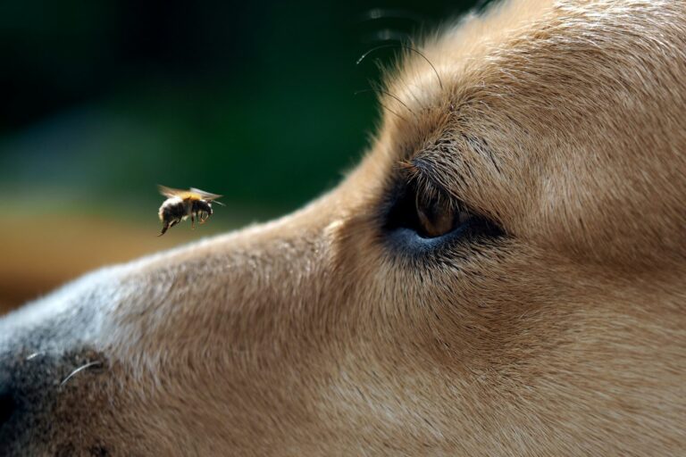 Picada de vespa em cachorro: o que fazer?
