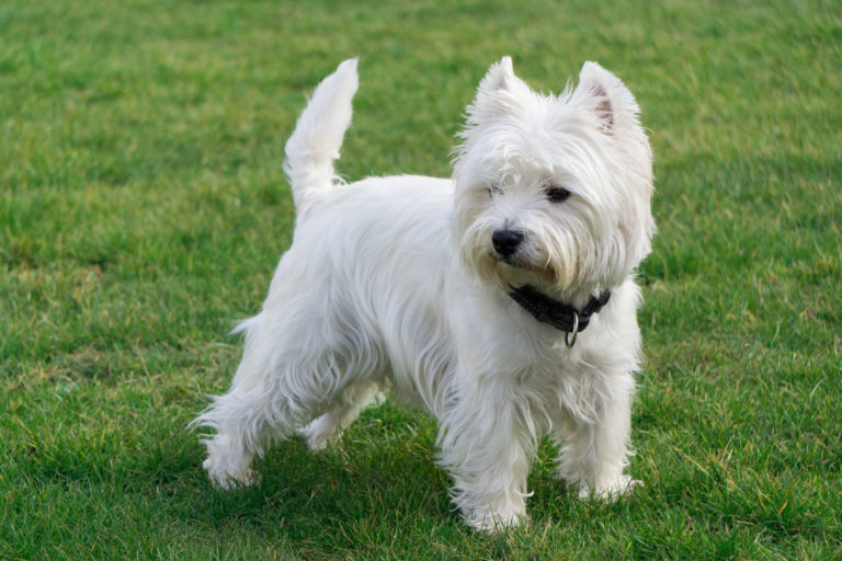 West Highland White Terrier 1 