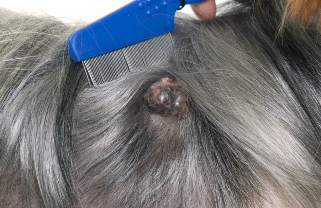 Cão de pelo comprido e cinzento com um tumor