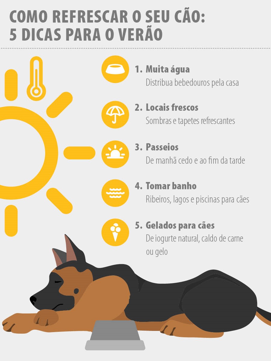 Insolação nos cães: dicas