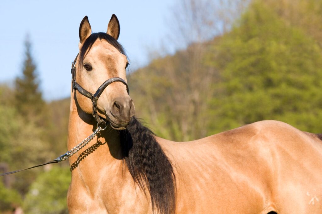 Quarter horse, Raças e tipos de cavalos