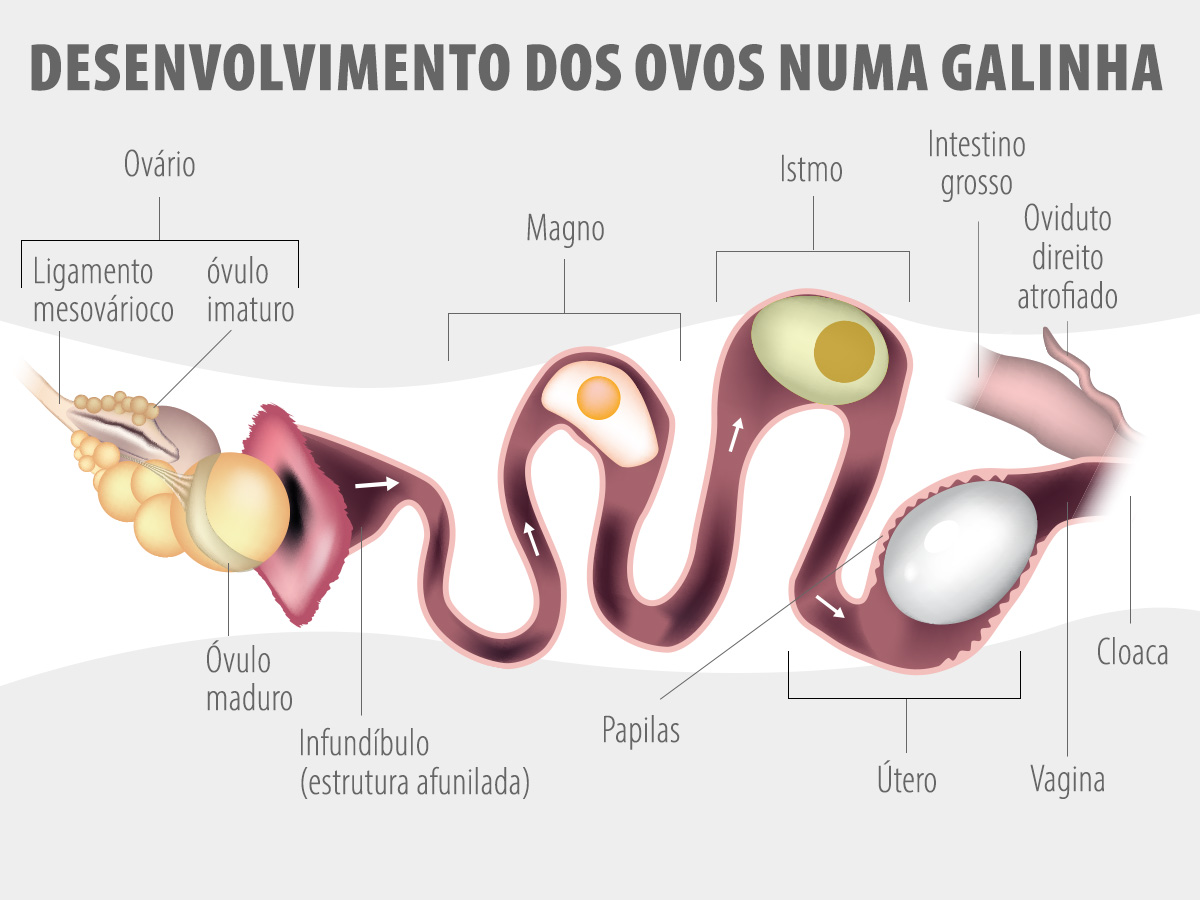 Desenho da anatomia da galinha com enfoque na formação dos ovos