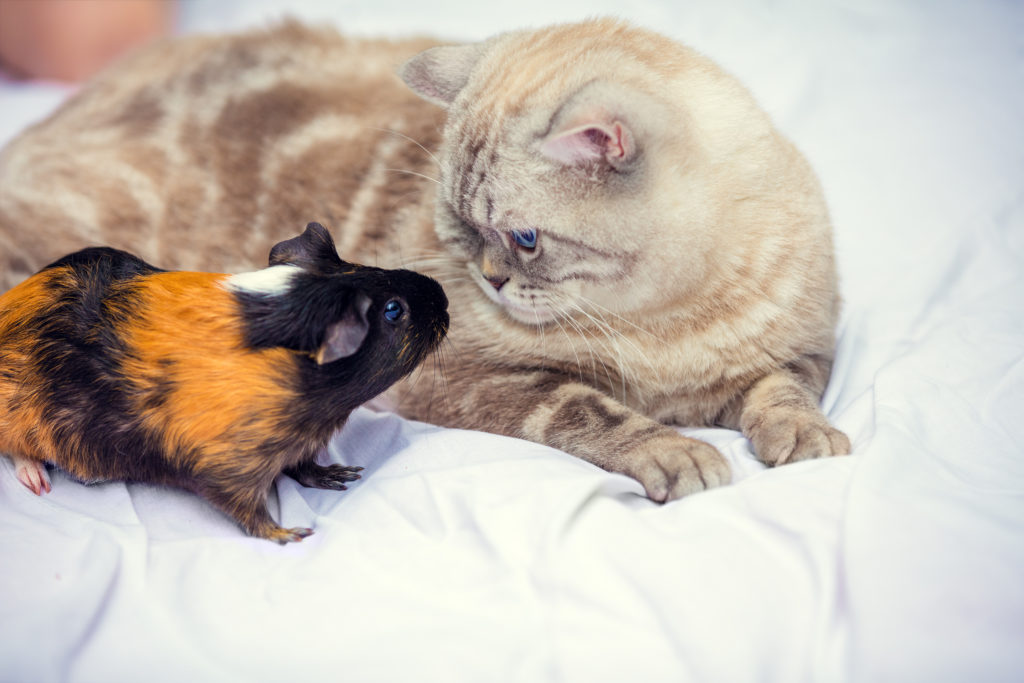 gatos e pequenos animais: gato deitado com porquinho-da-índia a cheirá-lo ao lado