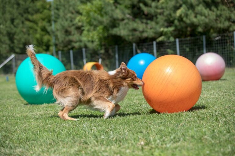 Treibball para cães: cão empurra uma bola cor de laranja num campo com várias bolas