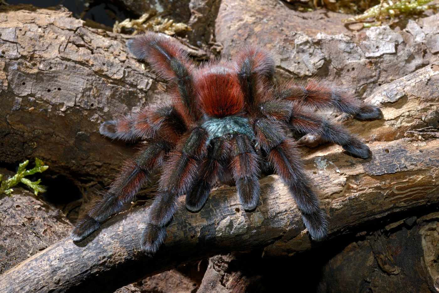 tarântula Avicularia versicolor