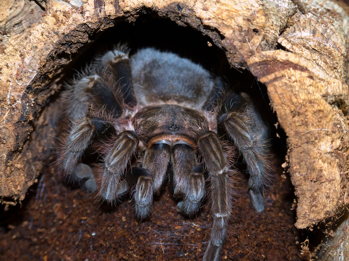 tarântula na sua gruta