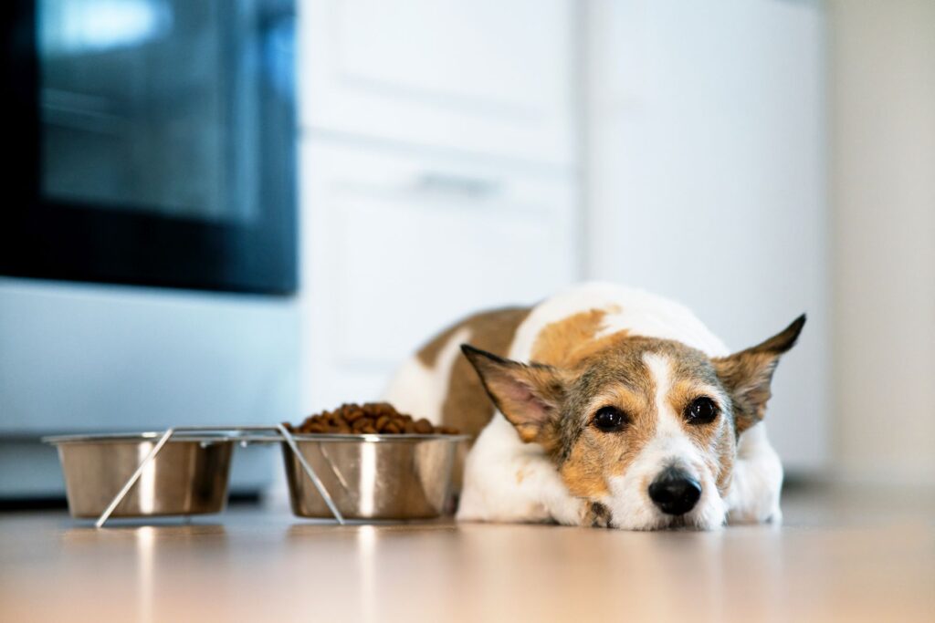 Cachorro pode comer fígado de boi? Descubra agora!